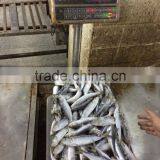 Fresh Frozen Sardine (Sardinella Longiceps) WR for Canning thumbnail-1