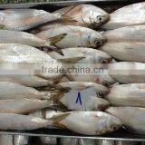 FRESH FROZEN SARDINE FISH OF ALO SEAFOOD thumbnail-2