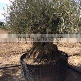 Bonsai Olive Tree Extra Large thumbnail-3