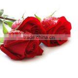 Rose Absolute Oil thumbnail-2