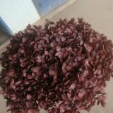 Wholesale Hydrangea Flowers at Best Price with High Quality