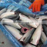 New Frozen Mackerel Fish HGT