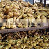 Air Dired Fresh Ginger thumbnail-2