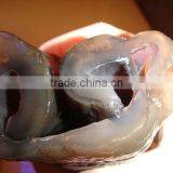 FROZEN CLEANED SEA CUCUMBER thumbnail-5