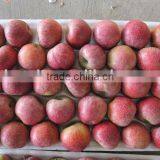 QinGuan Apple thumbnail-1