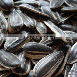 Chinese Black Sunflower Seed thumbnail-3