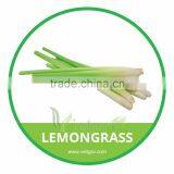 HIGH QUALITY FRESH ORGANIC LEMONGRASS // FRESH FEVER GRASS thumbnail-1