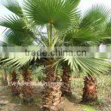 Washingtonia Filifera