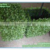 ARTIFICIAL BOXWOOD HEDGE MADE IN CHINA thumbnail-4