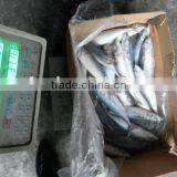 Frozen Barbecue Saury thumbnail-1