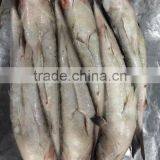 Export Vietnam 1-1.5KG Frozen Gullet Mullet Fish thumbnail-2