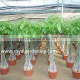 Pachira Aquatica ( Pachira Macrocarpa ) 60cm thumbnail-4