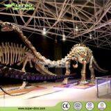 Professional Dinosaur Skeleton Exporter for Museum Exhibition