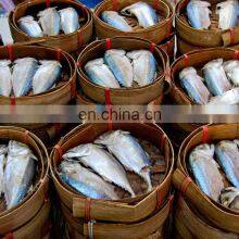 IQF Indian Mackerel Frozen Indian Mackerel Fish Rastrelliger Kanagurta thumbnail-4