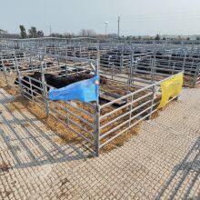 Cheap Pen Horse Corral Panels Livestock Cattle Panels for Farm thumbnail-1