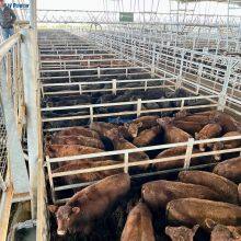 Australian Standard Free Standing Heavy Duty Cattle Yard Panels With a Wing Gate thumbnail-4