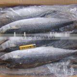 Frozen Spanish Mackerel