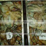 Seafrozen Octopus Whole Round From Morocco thumbnail-1