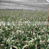 Big Triangle Pyramid Lucky Bamboo Air Bonsai Tree Dracaena Sanderiana Indoor Water Aquatic Plants Nursery Garden Decoration thumbnail-5