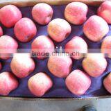 Fuji Apple Cold Store 2015 Crop