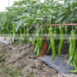 Hot Sale Hybrid High Yield Chili Pepper Seeds for Growing-Xian Mei thumbnail-3