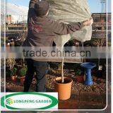 Plant Protection Jackets,Plant Cover thumbnail-3