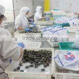 Frozen Vacuumed Short Necked Clam Size 11-20 thumbnail-2