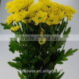 Yellow Chamomile Flowers Chrysanthemum Cut Fresh Flowers Wholesale thumbnail-5