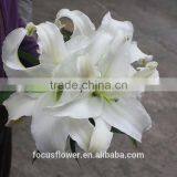 Supply Special Cut Fresh White Lily With High Quality thumbnail-3