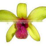 D-009 : DENDROBIUM RED LIP ORCHID thumbnail-1