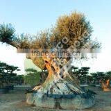 Fargas Collection - Millenary Olive Trees thumbnail-5