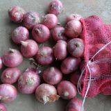 Fresh Red Onion Onions