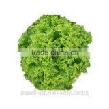Good Quality Lettuce Seeds for Planting