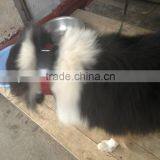 Toplovo TL301 GPS Tracking Chip for Dogs With Shake Motor, GEO FENCE Alarm, Night Light thumbnail-1