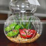 Wholesale Boyu Hanging Terrarium Succulent Plants Tropical Plants thumbnail-3