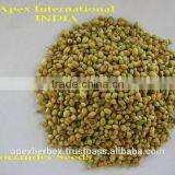 Coriandrum Sativum/ Coriander / Dhaniya