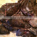 Greenland Halibut Fish Head thumbnail-3