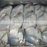 Butterfish thumbnail-1