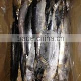 product type spanish mackerel