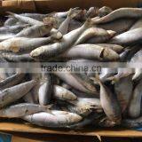 Big Size Sea Frozen Light Catching Sardine for Market thumbnail-1