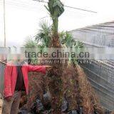 Trachycarpus Fortunei Packed for Load thumbnail-1