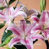 Wholesale Fresh Cut Lily Flowers From Kunming thumbnail-2