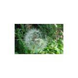 Taraxacum Extract thumbnail-1