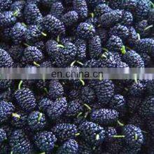 Healthy Taste Good Frozen Mulberry Freeze Mulberry thumbnail-3