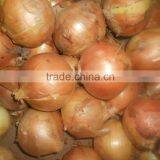 2015 Good Quality of the Onion With Best Price thumbnail-4