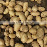 2015 Best Quality of the Potato in Anqiu thumbnail-3
