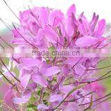 Spiny Spiderflower ,Cleome.,flower Seed,herb Seed,vegetalbe Seed,fruit Seed,grass Seed thumbnail-2
