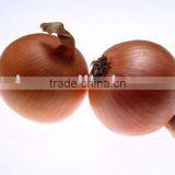 Yellow Onion thumbnail-1