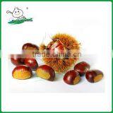 High Quality Chestnut/New Crop Chestnut/fresh Chestnut thumbnail-1