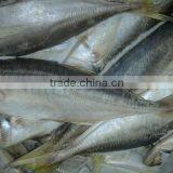 New Arrival Seafood Frozen Horse Mackerel in Good Price thumbnail-2
